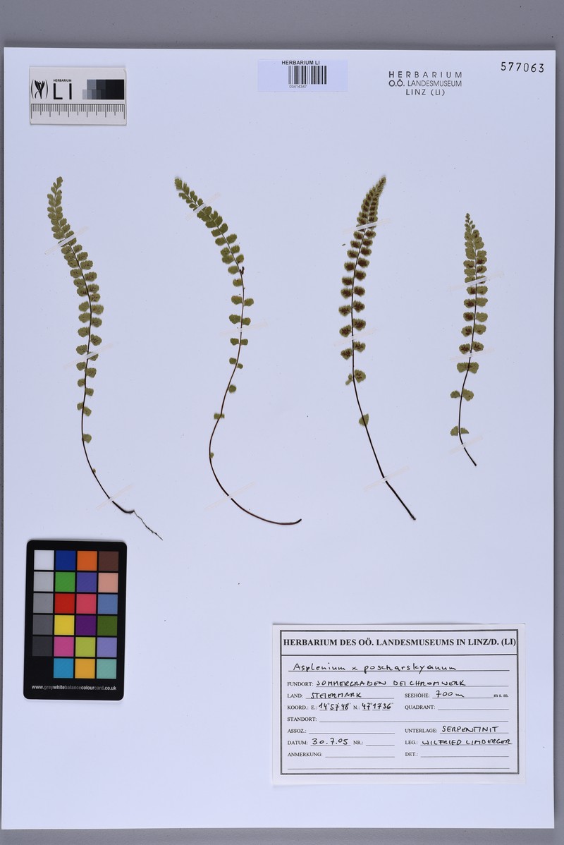 Asplenium × poscharskyanum