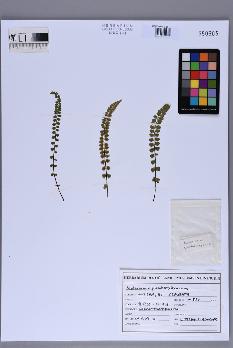 Asplenium × poscharskyanum photo 2