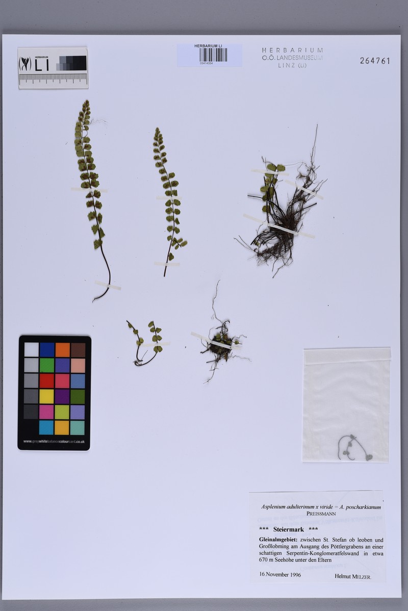 Asplenium × poscharskyanum photo 3