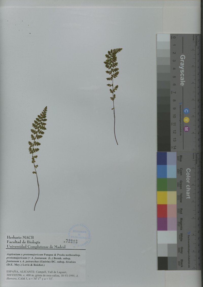 Asplenium × protomajoricum