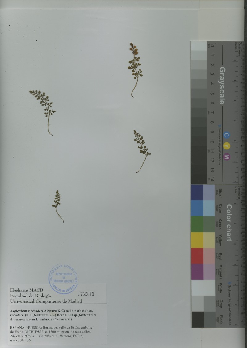 Asplenium × recoderi