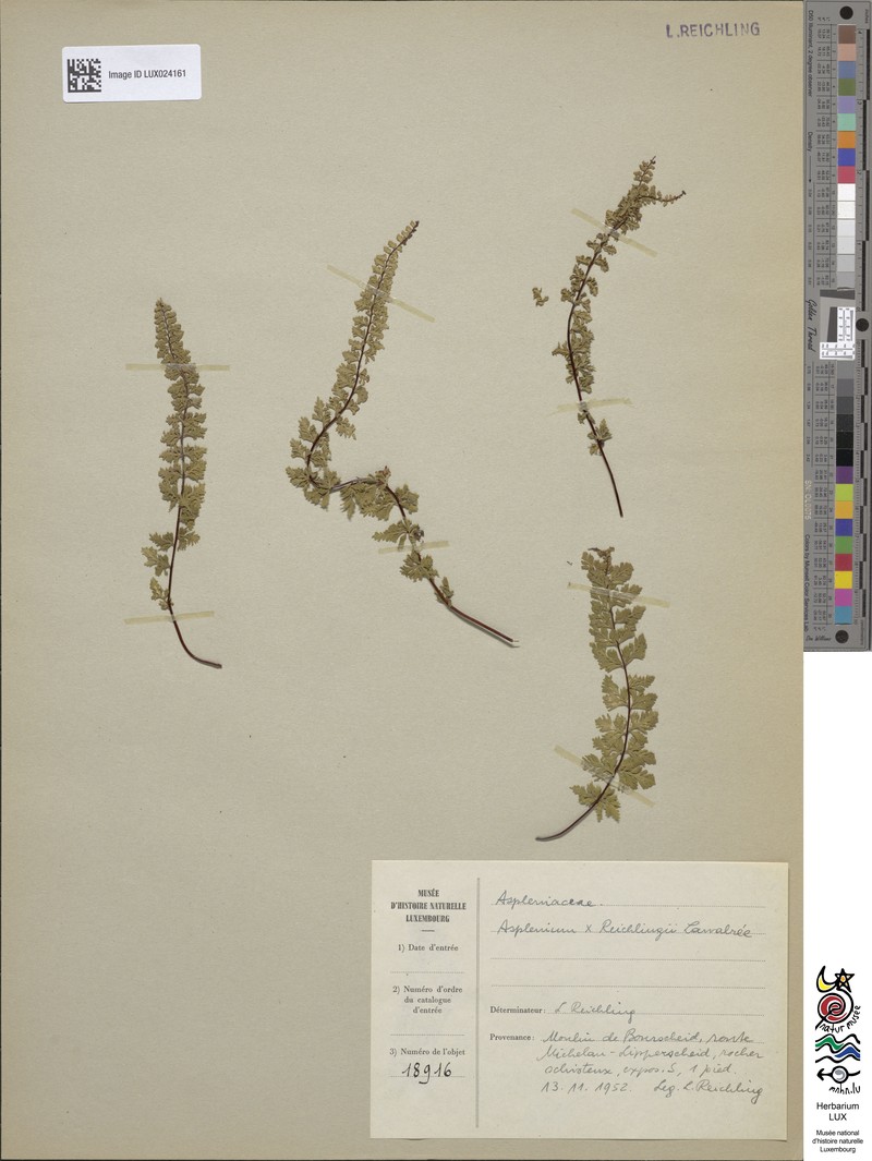 Asplenium × reichlingii
