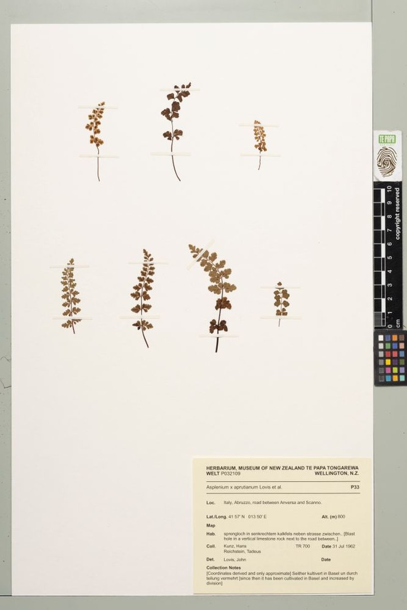 Asplenium × reuteri photo 4