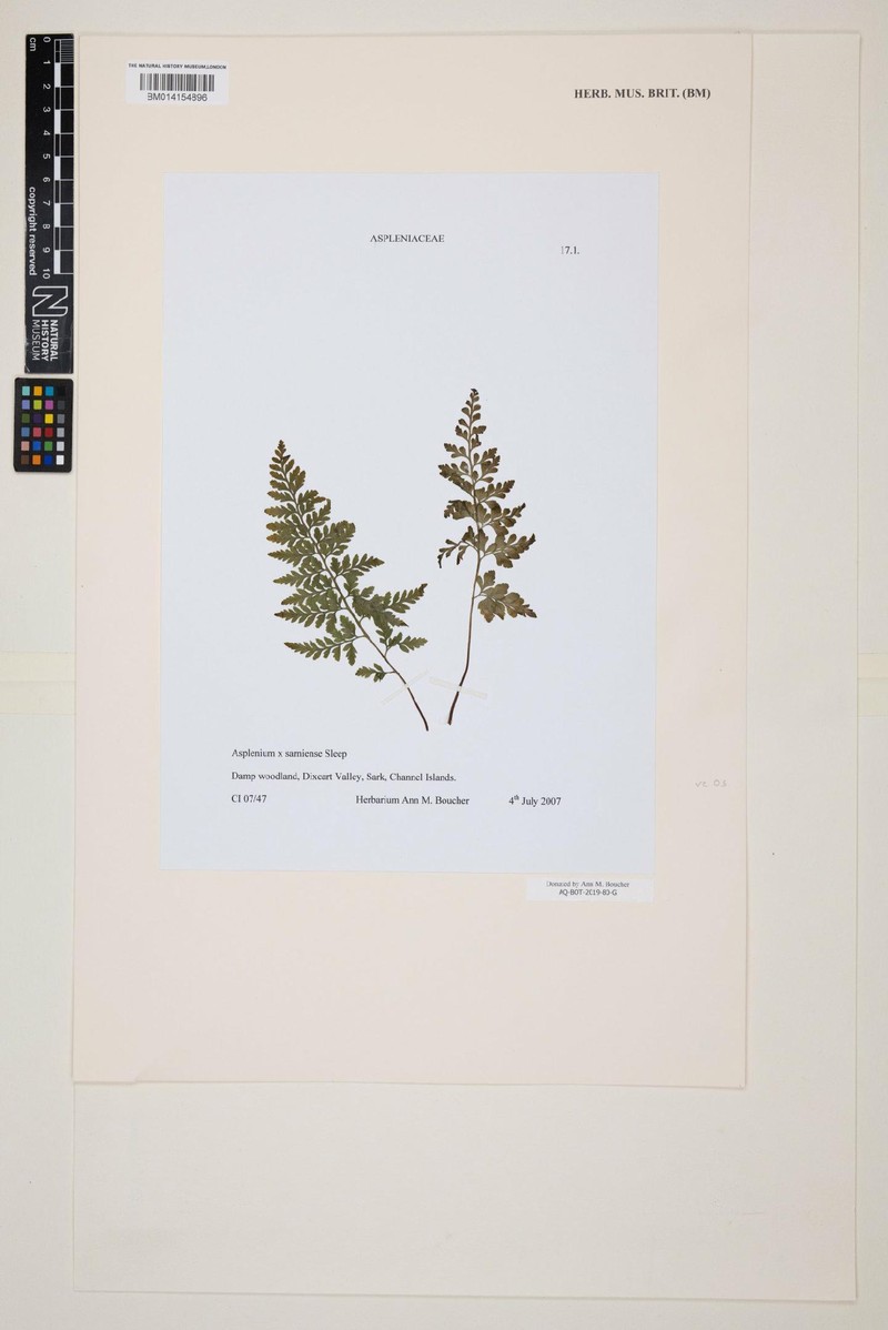 Asplenium × sarniense