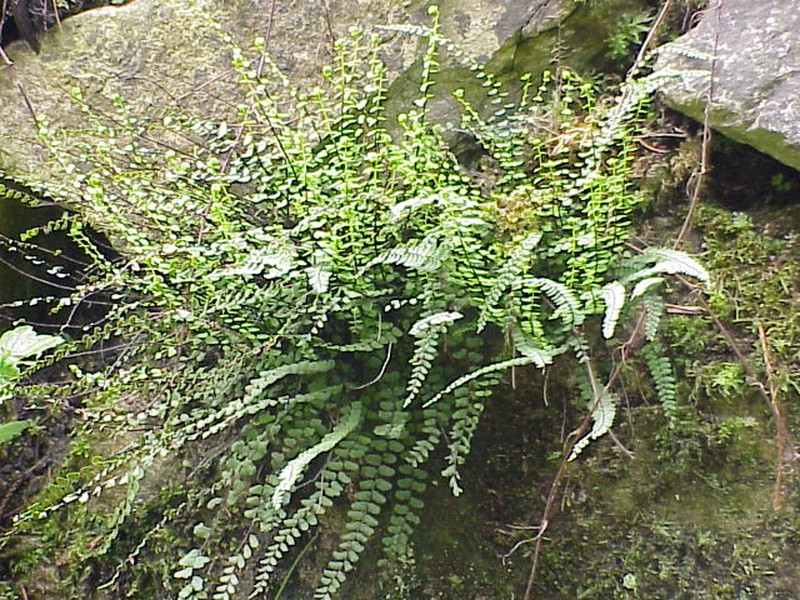 Spleenwort