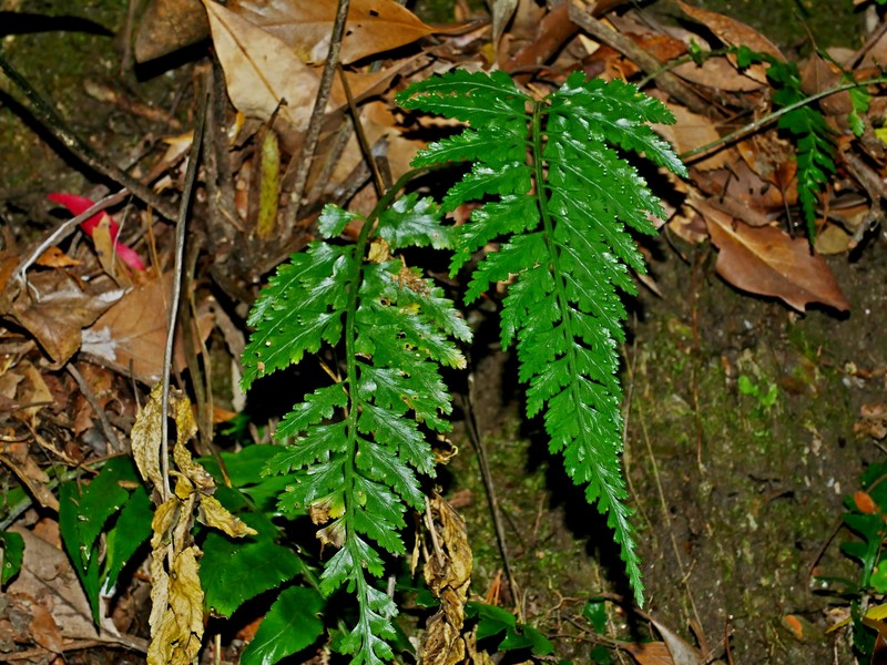 Asplenium × shikokianum