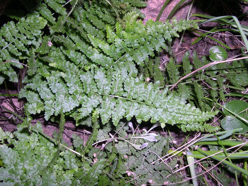Asplenium × sleepiae