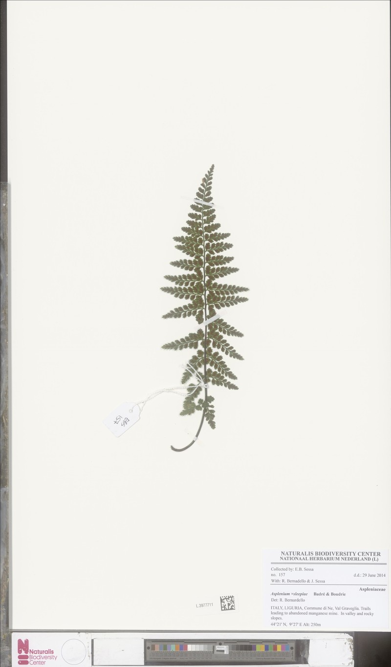 Asplenium × sleepiae photo 2