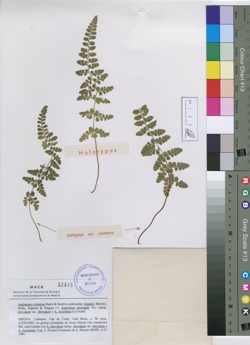 Asplenium × sleepiae nothosubsp. krameri