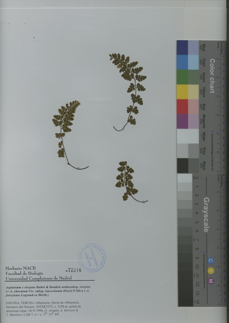 Asplenium × sleepiae nothosubsp. sleepiae