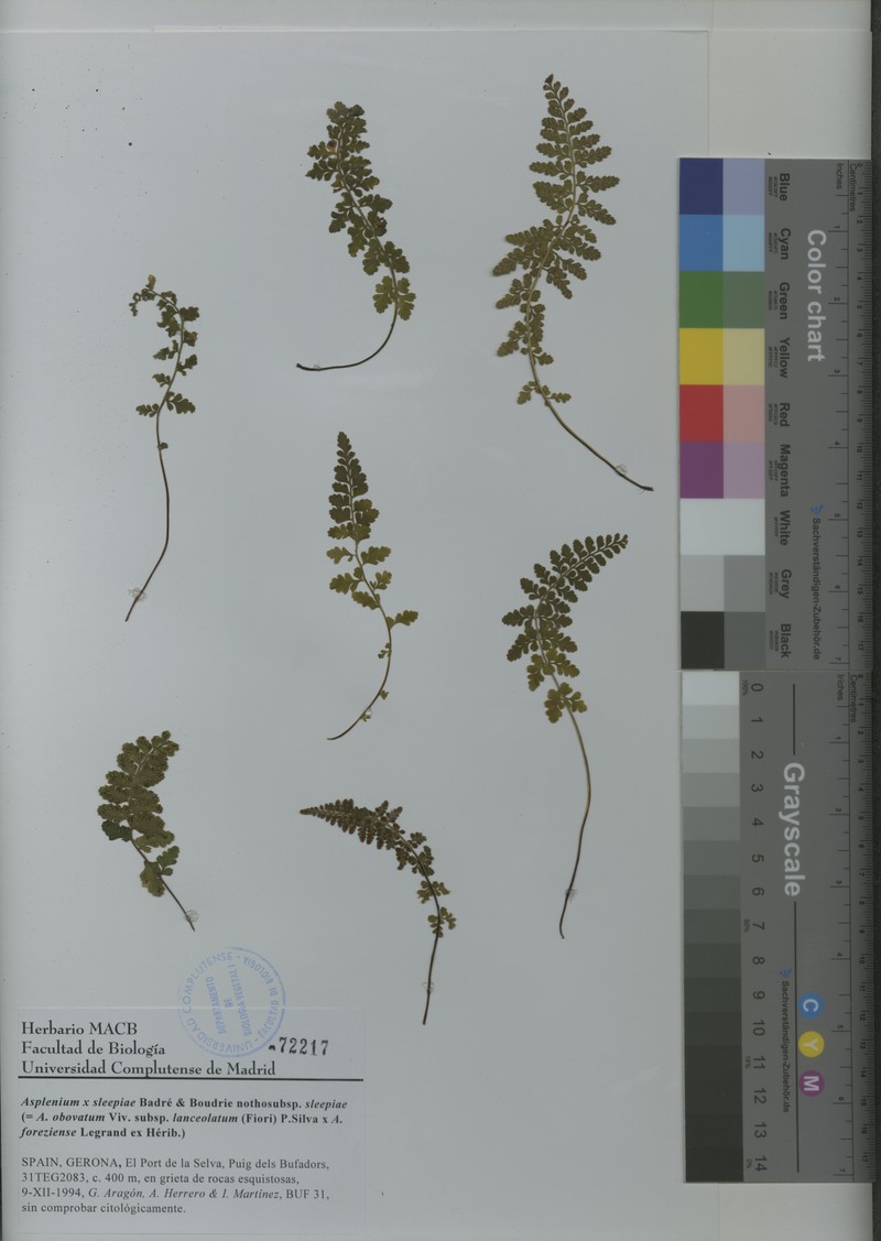 Asplenium × sleepiae nothosubsp. sleepiae photo 2