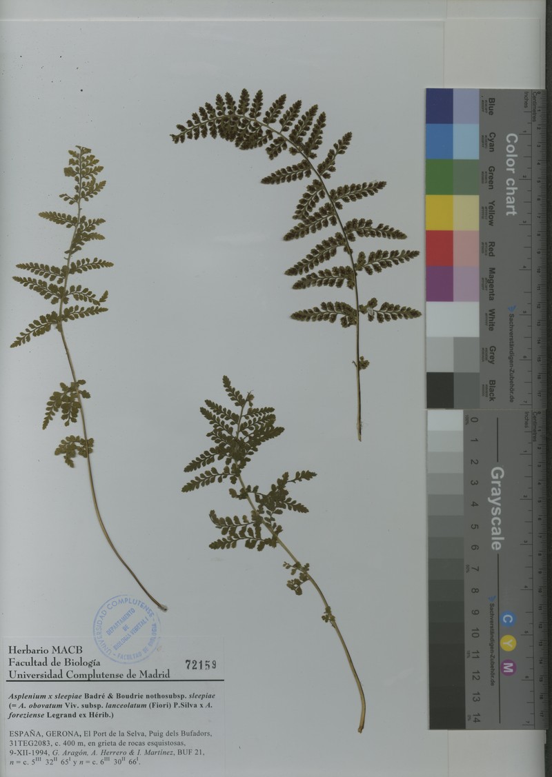 Asplenium × sleepiae nothosubsp. sleepiae photo 3