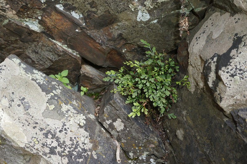 Asplenium × souchei