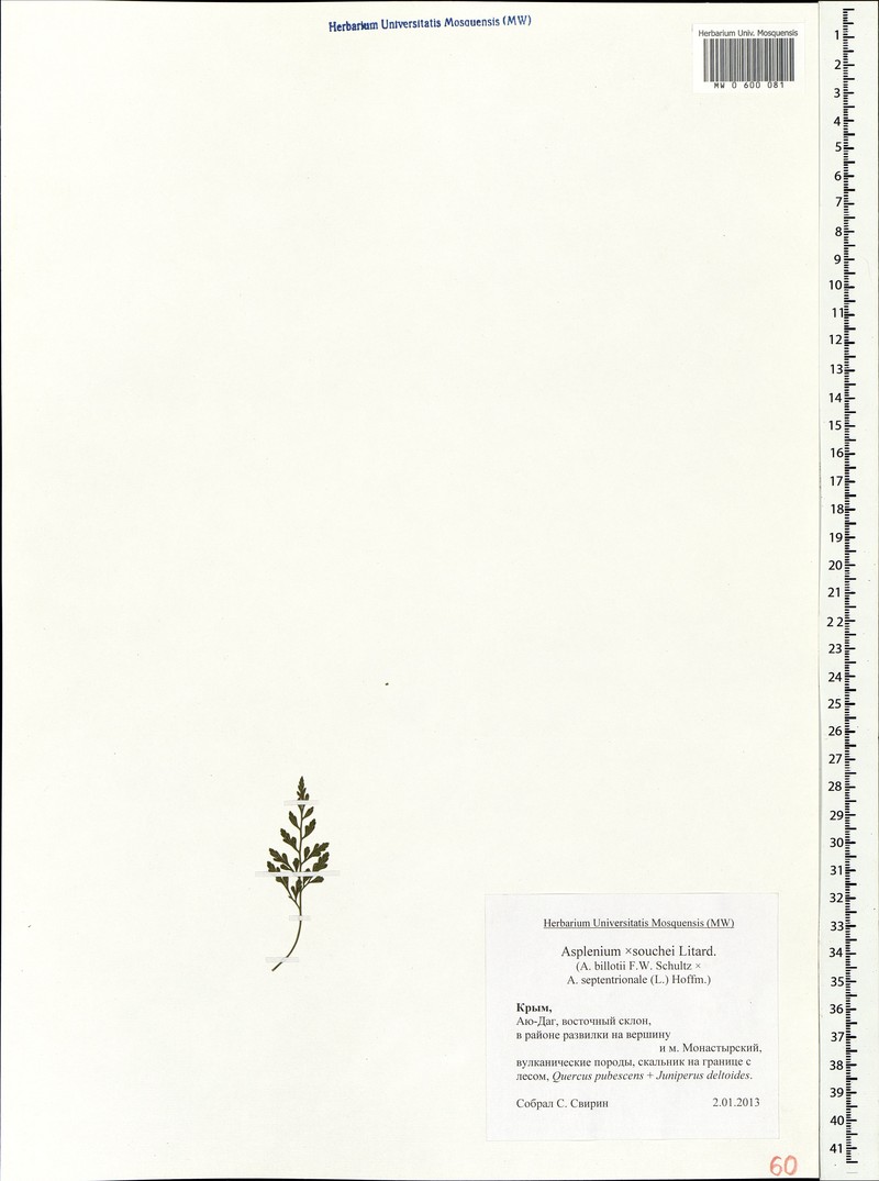 Asplenium × souchei photo 2