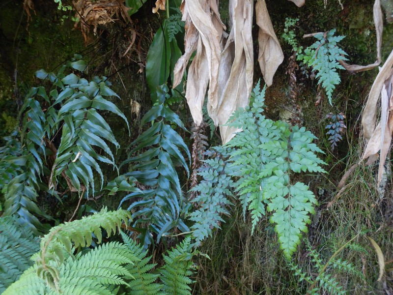 Asplenium × sulcatum