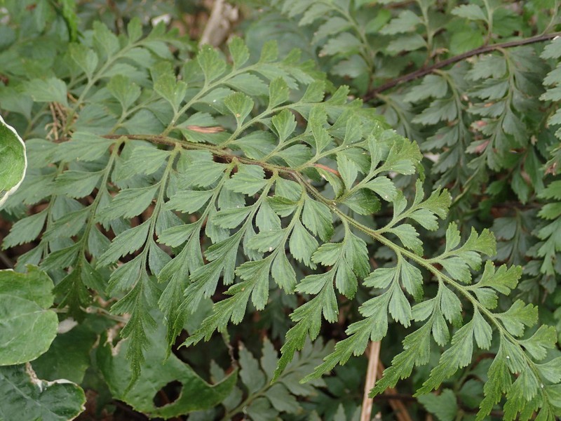Asplenium × sulcatum photo 2