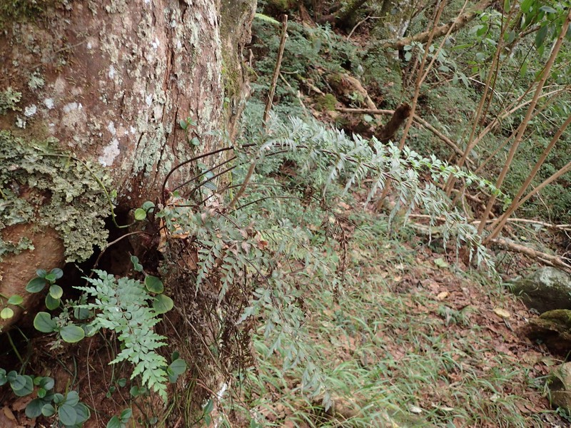 Asplenium × sulcatum photo 3