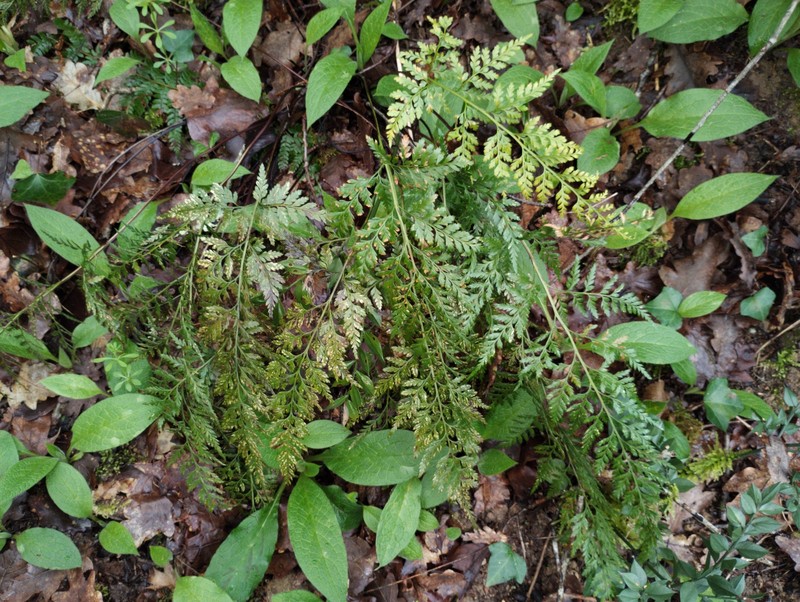 Asplenium × ticinense