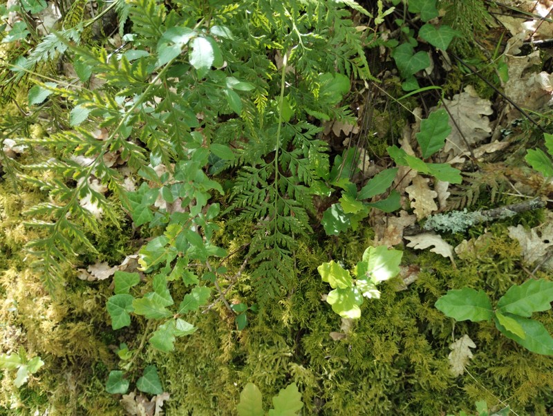 Asplenium × ticinense photo 3