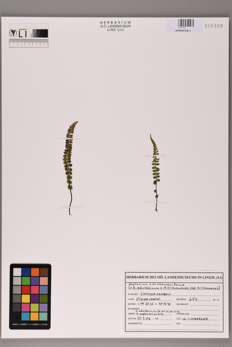 Asplenium × trichomaniforme