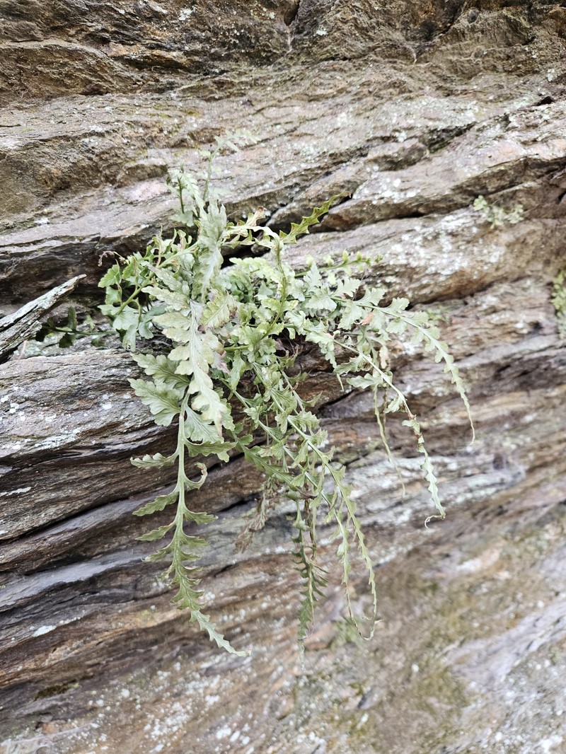 Spleenwort photo 4