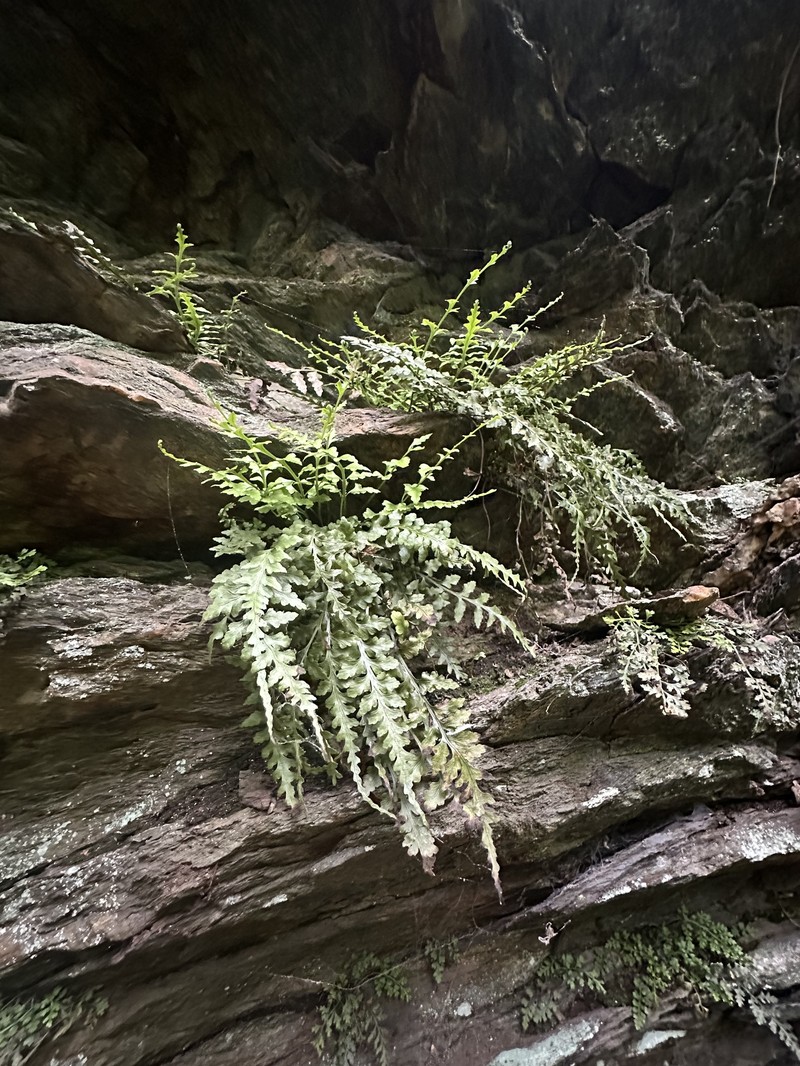 Spleenwort photo 5