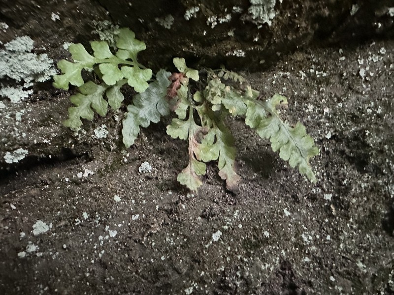 Spleenwort photo 6