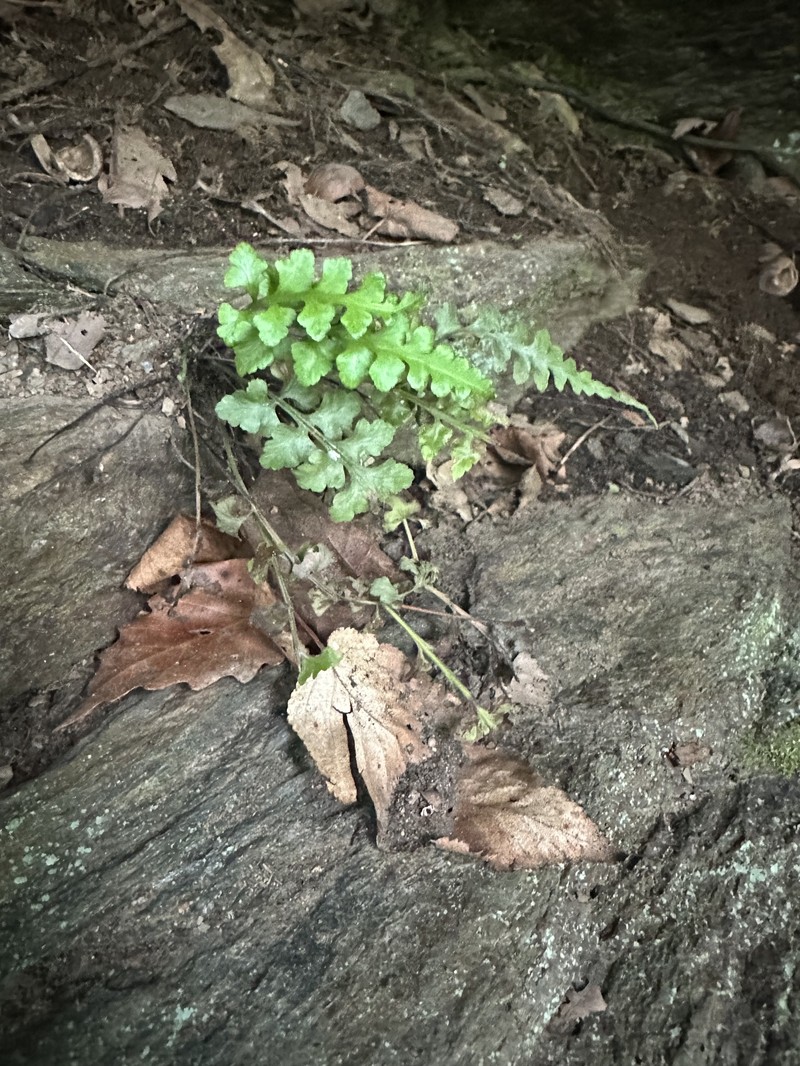 Spleenwort photo 7