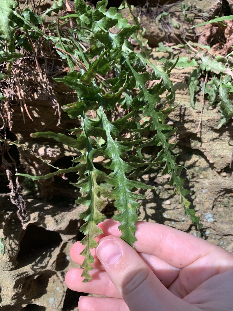 Spleenwort photo 8