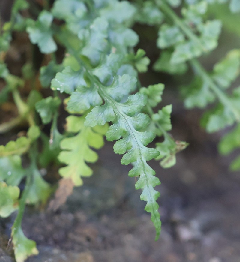 Spleenwort photo 9