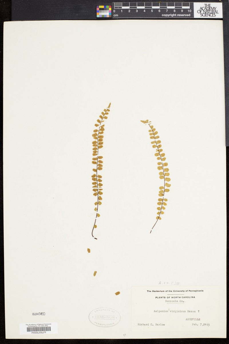 Spleenwort