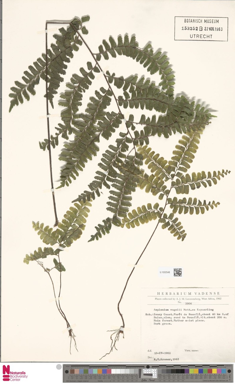 Asplenium × vogelii