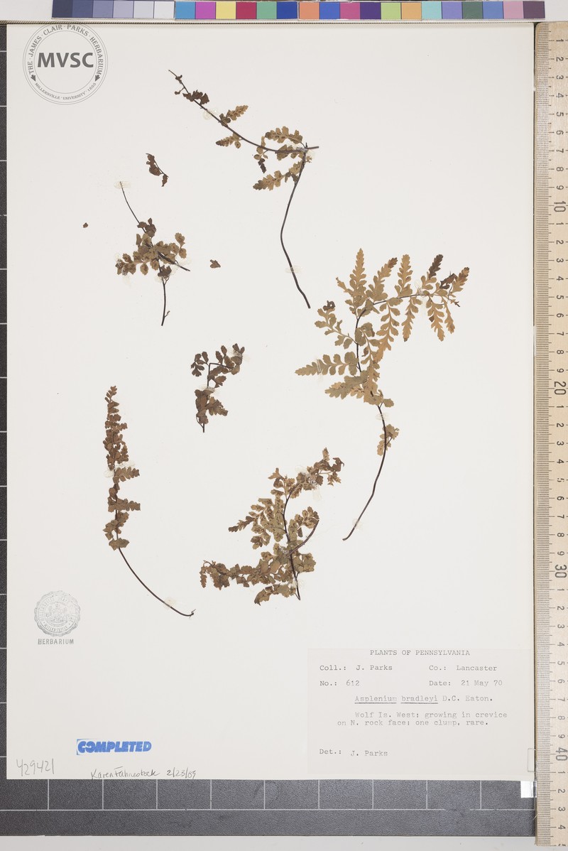 Spleenwort