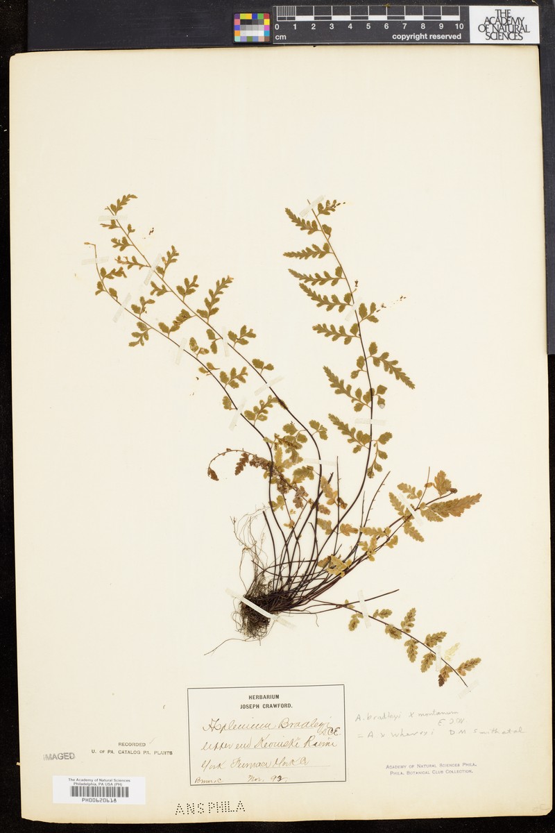 Spleenwort photo 2