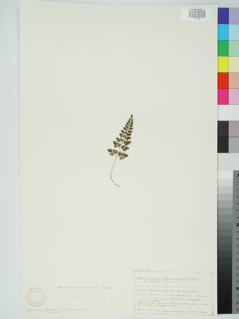 Asplenium × woynarianum
