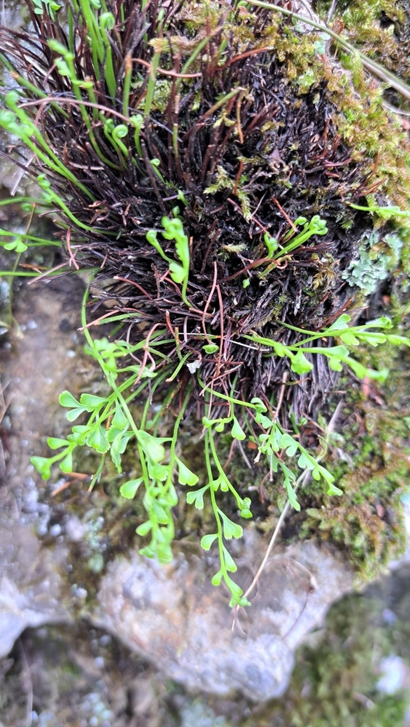 Spleenwort