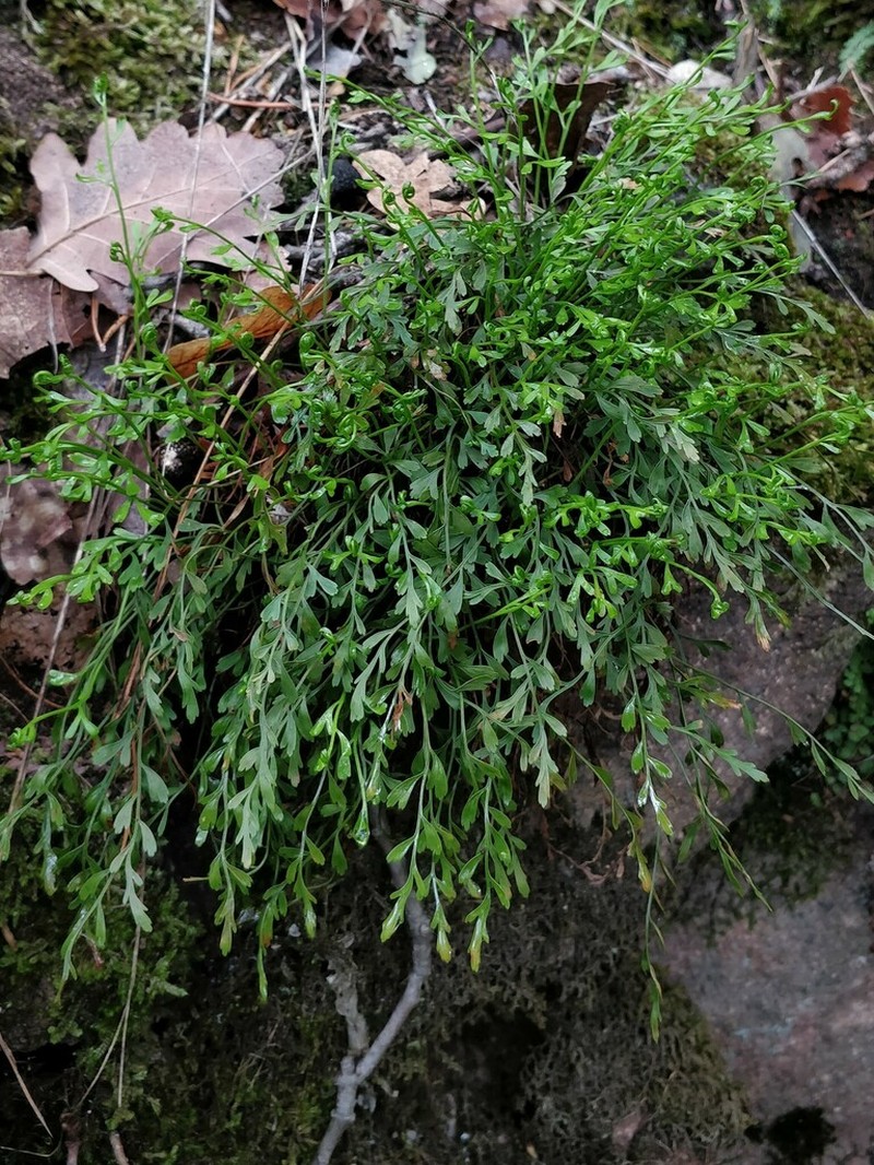 Spleenwort photo 2