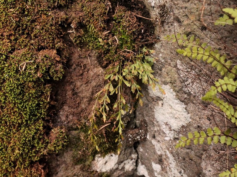 Spleenwort photo 3