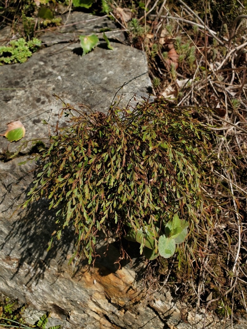 Spleenwort photo 4