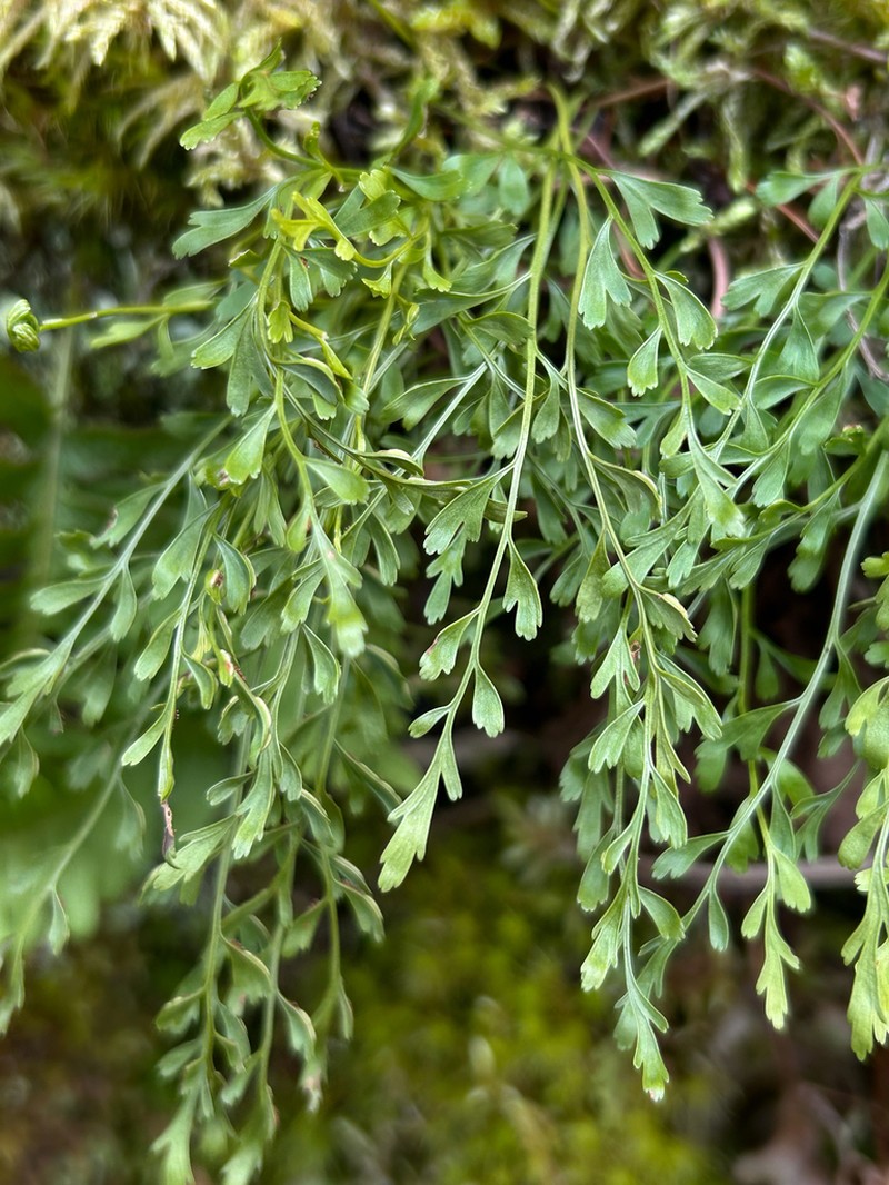 Spleenwort photo 5
