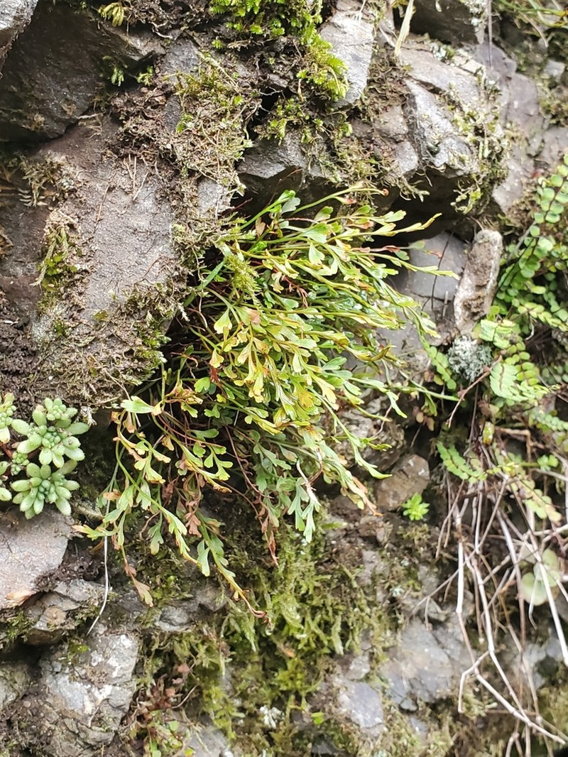 Spleenwort photo 6
