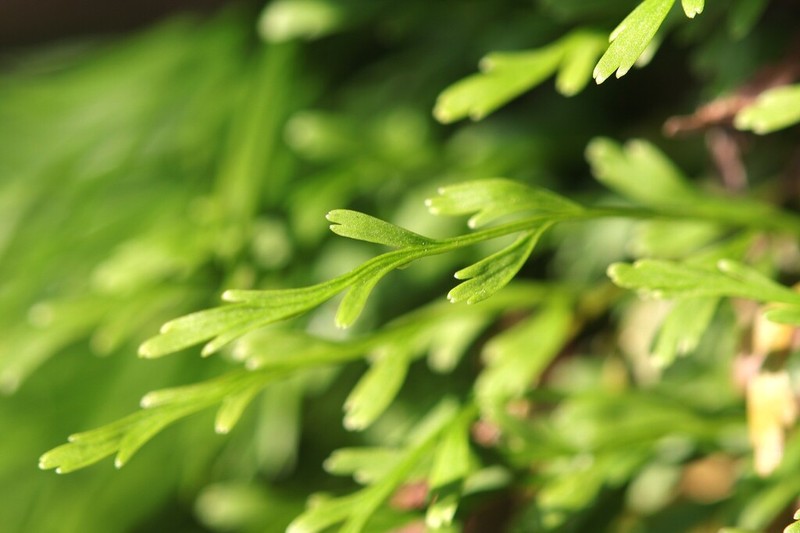 Spleenwort photo 7