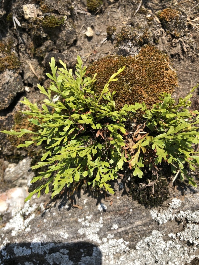 Spleenwort photo 8