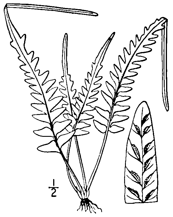 Spleenwort