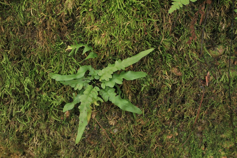 Spleenwort photo 3
