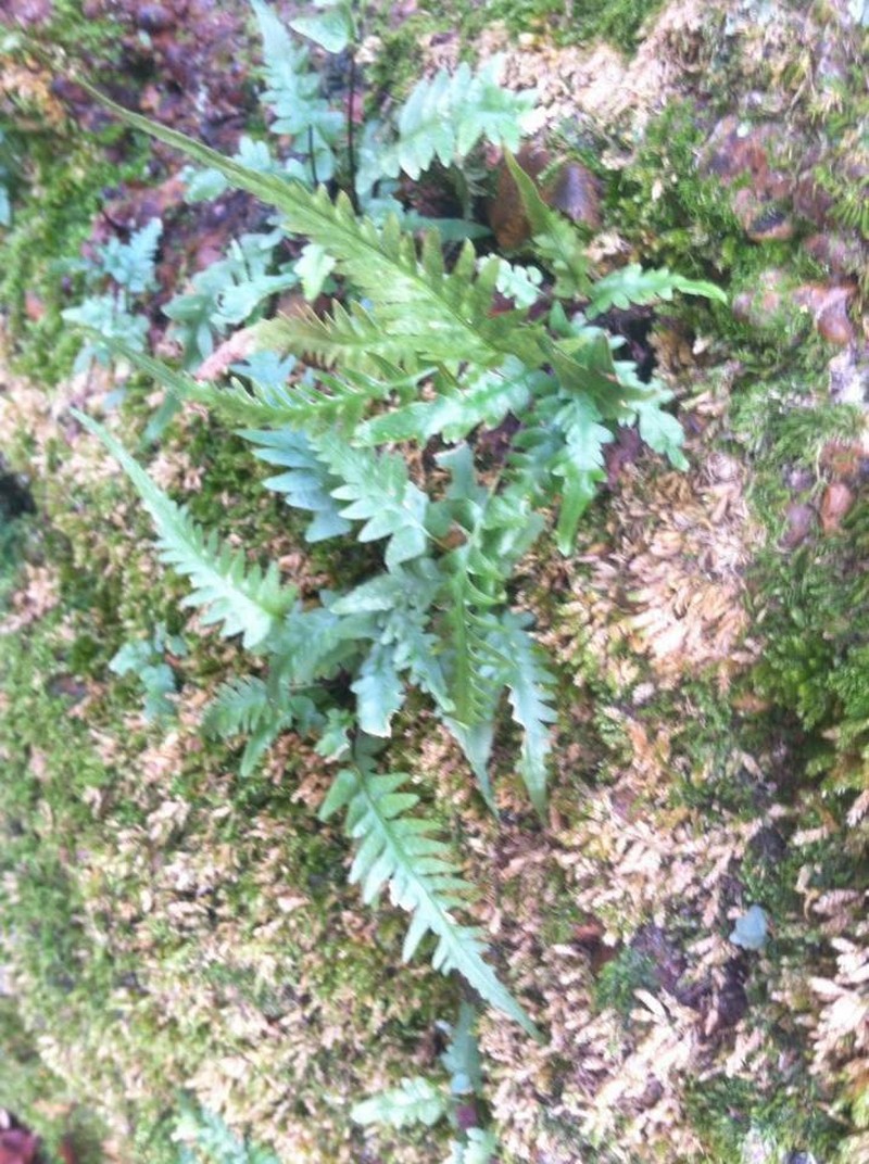 Spleenwort photo 4
