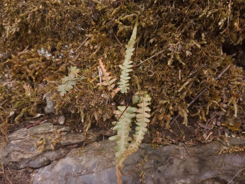 Spleenwort photo 5