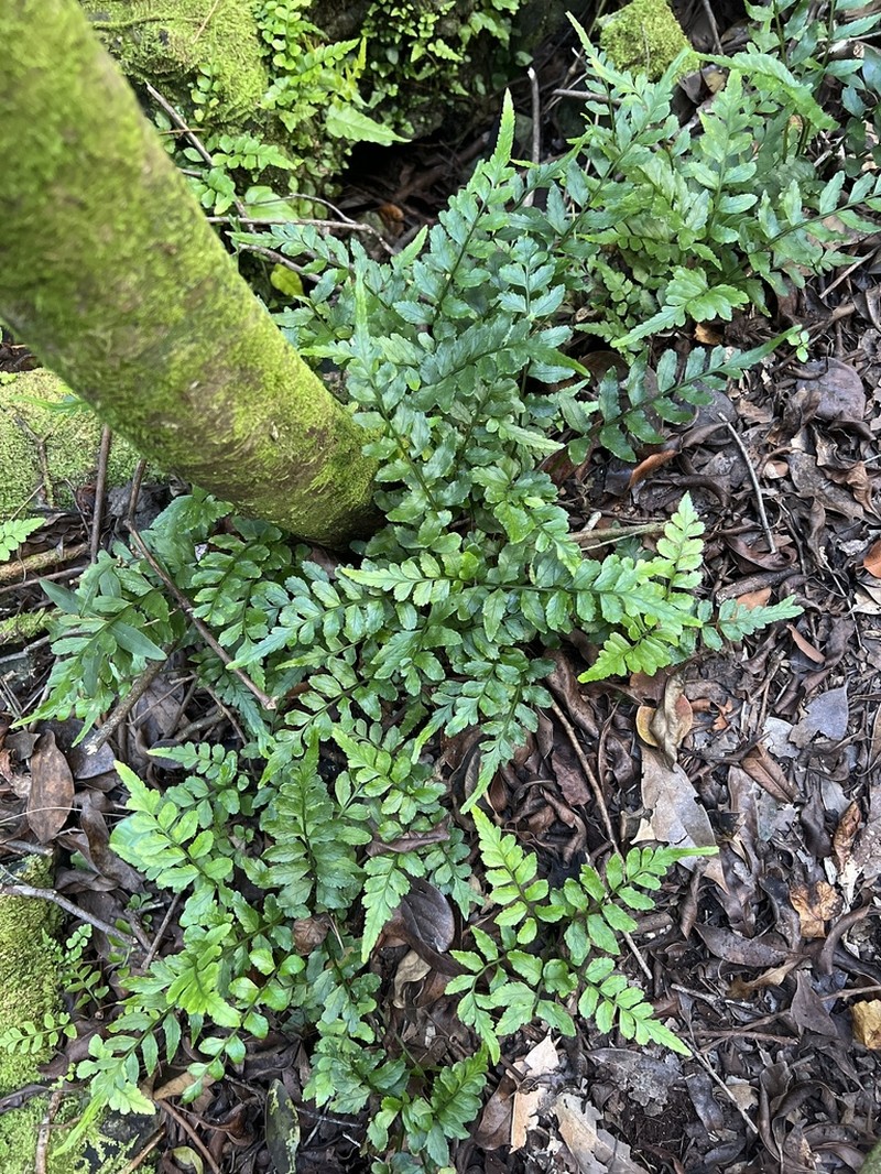 Cutleaf Spleenwort