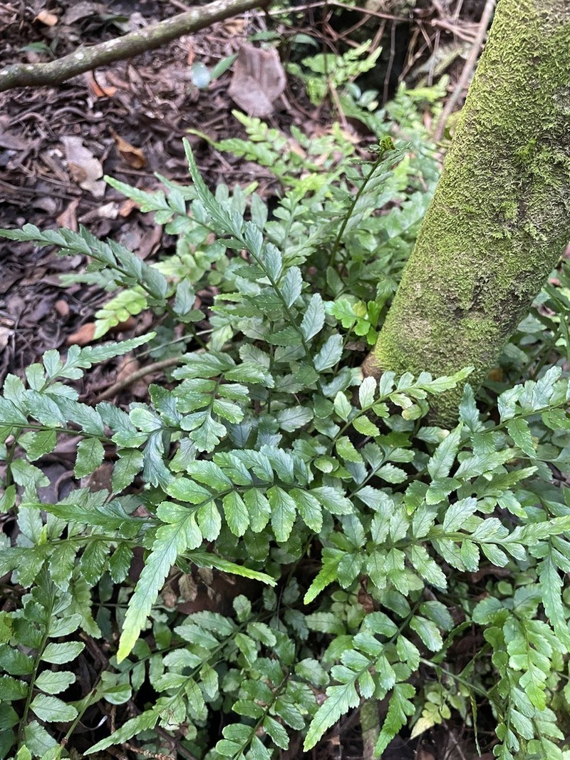 Cutleaf Spleenwort photo 2