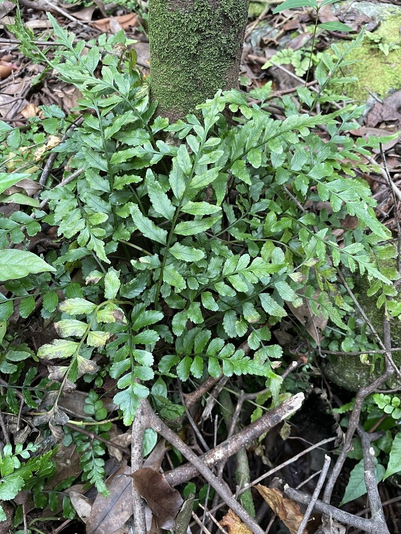 Cutleaf Spleenwort photo 3